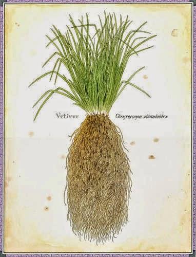 Vetiver, olio essenziale