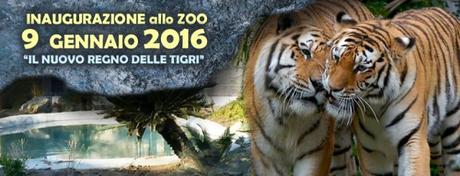 Zoo di Napoli: apre il nuovo regno delle Tigri