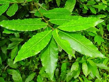 Alloro contro reumatismi e tensioni