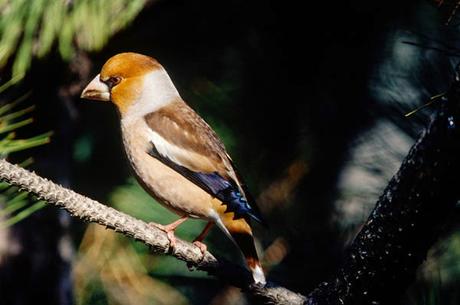 Frescume, fritta è buona anche una ciabatta, frusone, fuffigno, fufi, fumino
