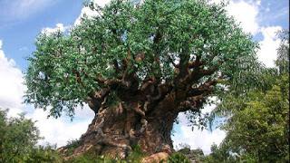 Alberi, guaritori da salvare