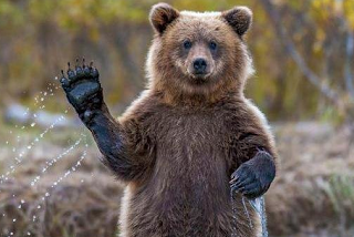 73esimi Golden Globe - Cinema