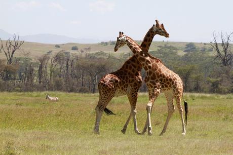 Cosa aspettarsi da un safari