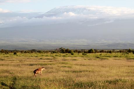 Cosa aspettarsi da un safari