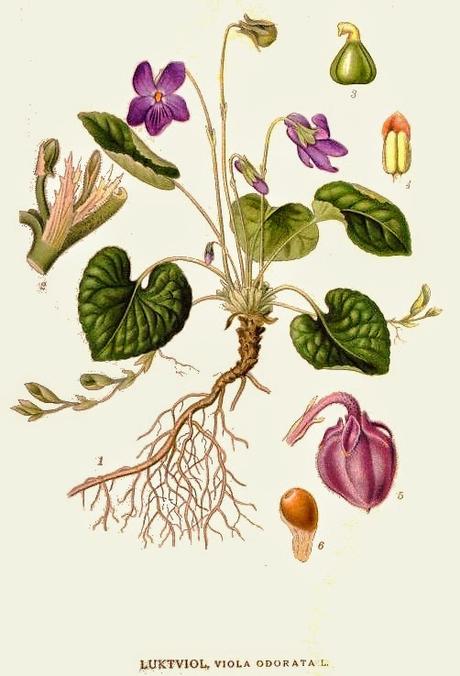 Violetta, olio essenziale