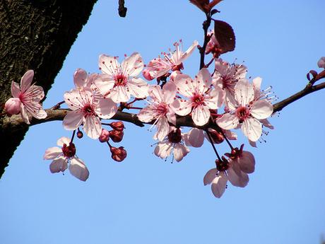 Primavera fiori