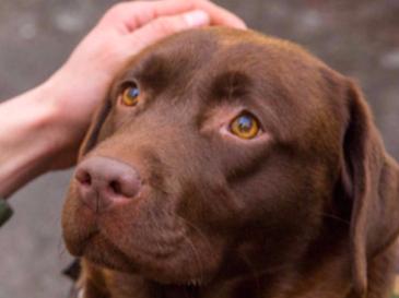 I cani riconoscono le emozioni umane: ora lo dice anche la scienza