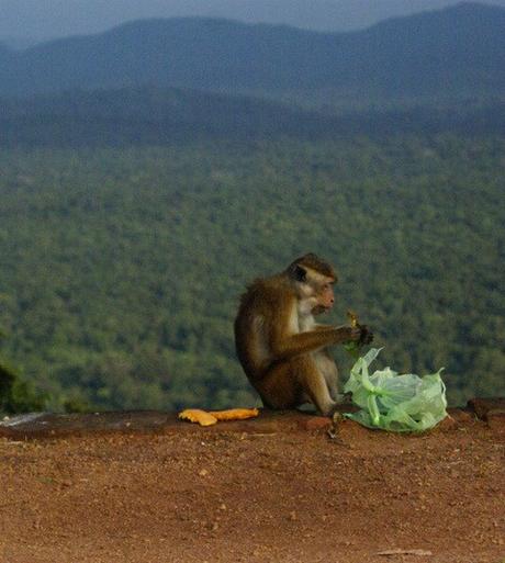 Le rovine del palazzo reale di Sigiriya, il buddha di Avukana e il lago di Kala Wewa. Viaggio in Sri Lanka