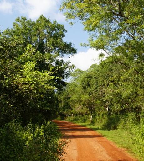 Safari nella foresta tropicale del Wilpattu National Park. Viaggio in Sri Lanka