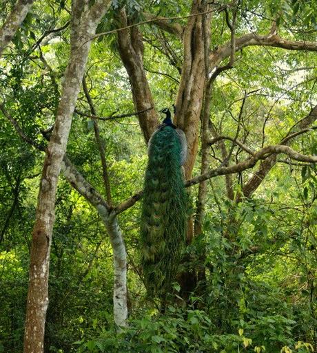 Safari nella foresta tropicale del Wilpattu National Park. Viaggio in Sri Lanka