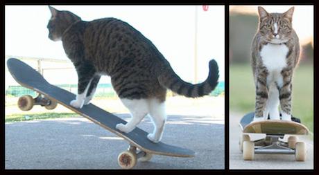 GoPro. Quando non sapete che fare, usate il gatto (che fa skateboard) :-)