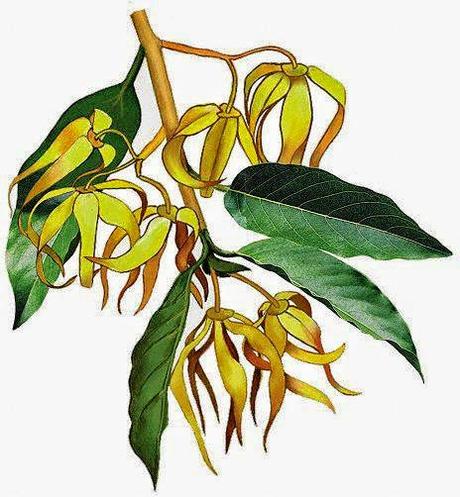 Ylang-ylang, olio essenziale