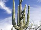 Saguaro National Park