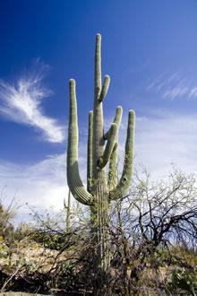 Saguaro National Park