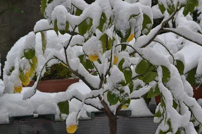 EMERGENZE Positanesi : Rischio neve