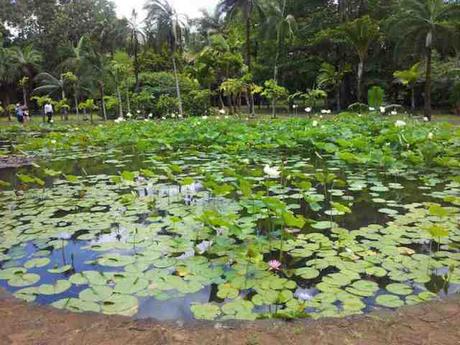 Un’altra Mauritius: i Giardini di Pamplemousses