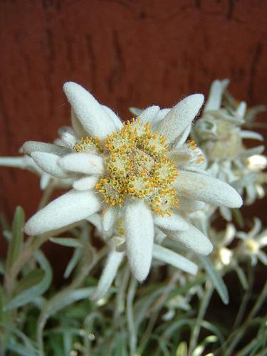 Stella alpina