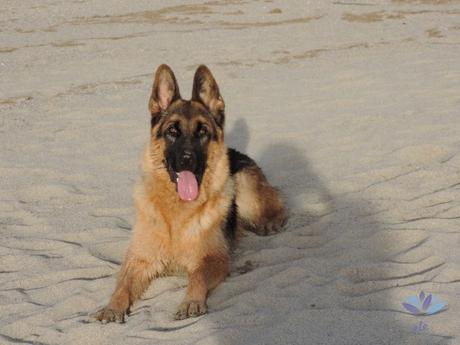 Crocchette e cibo in scatola per cani, alimentazione cane pastore tedesco