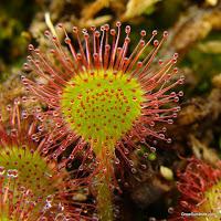 Drosera