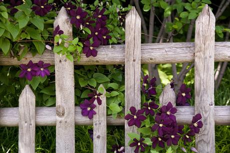 Consigli di coltivazione della Clematis (su Houzz)