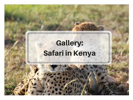 Gallery: Safari in Kenya