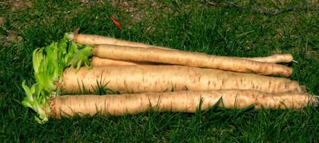 Le radici invernali: scorzobianca, cardo, sedano rapa, rapa e topinambur per il benessere e la linea