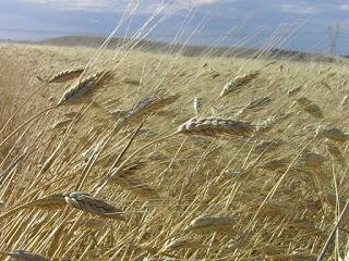 Carosella, o grano tosello, o gentile – Triticum siligenum, spica mutica alba.