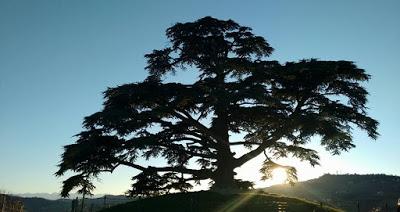 Il cedro del Libano