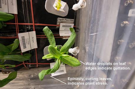 I primi segni di stress delle piante di Zinnia: guttazione ed epinastia. Crediti: NASA