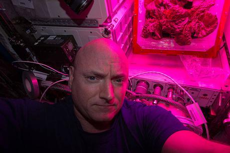 Il selfie di Scott Kelly con il secondo raccolto di insalata. Crediti: NASA