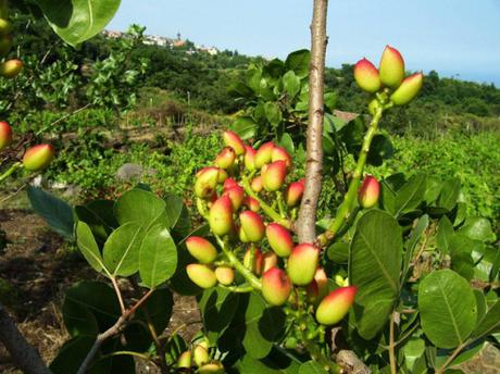 pistacchi-di-Bronte