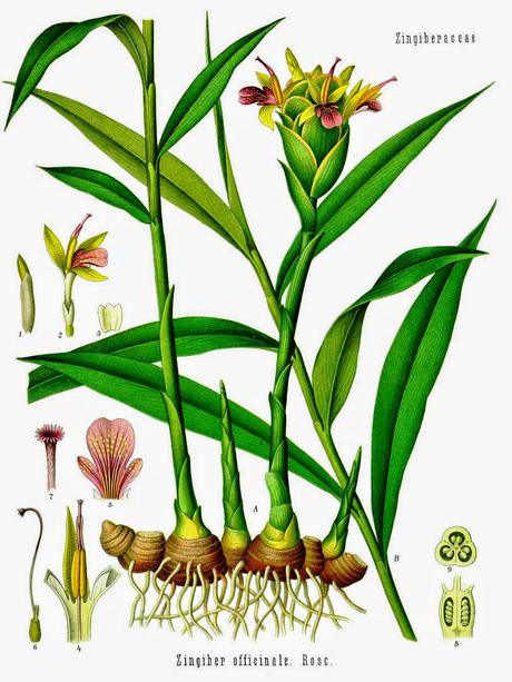 Zenzero, olio essenziale