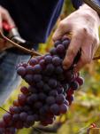 Le delizie delle Colline Saluzzesi, tra vino e frutta