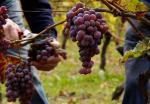 Le delizie delle Colline Saluzzesi, tra vino e frutta