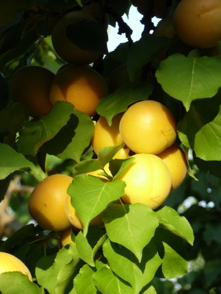 Tonda di Costigliole (3)