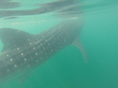 Una giornata con lo Squalo Balena