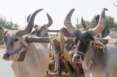 Gujarat 12 : Uomini e animali