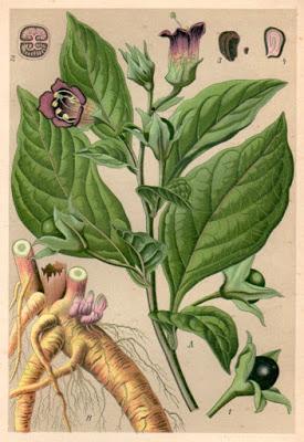 The most famous poisonous plants used by Agatha Christie: how they were obtained and how they work.