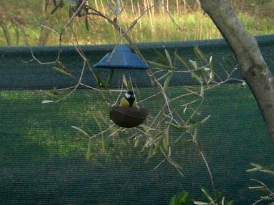 INVERNO SELVATICO PER LA LUBY-aiutiamo gli uccelli selvatici in inverno