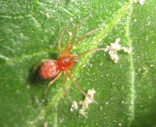 ACARI (Ragnetti)