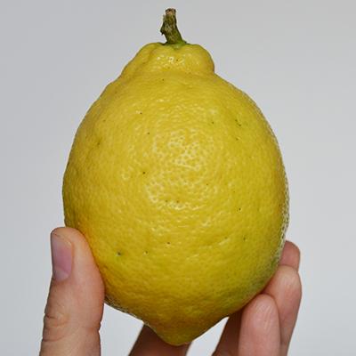 Una ricetta per il sale aromatizzato al limone fatto dal sale rimasto dai limoni conservati! Facile e perfetto su tutte le tue pietanze preferite! www.cucicucicoo.com