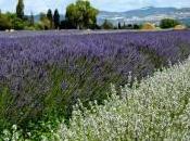 Vivaio giardino Lavandeto”: angolo Provenza passi Assisi