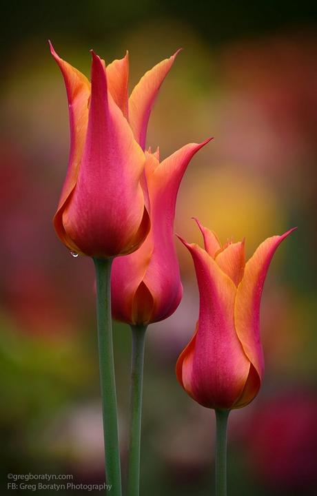 Il Bouquet di tulipani