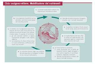 Le scoperte di Alan Smith. Perché l’aratura, e più in generale le lavorazioni del terreno, disturbano i cicli nutritivi del suolo