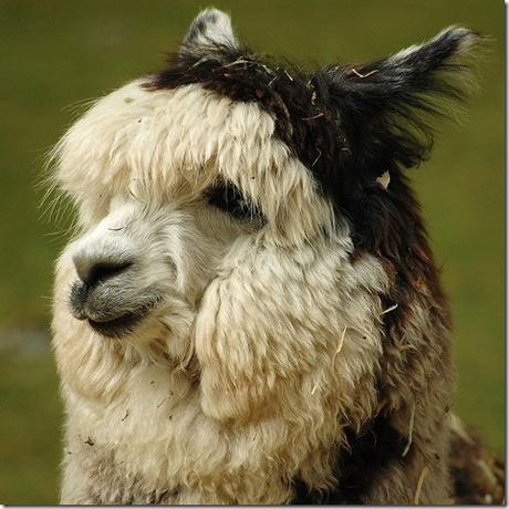 1024px-Alpaca_headshot