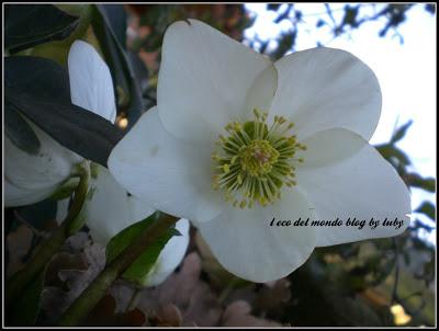 ROSA INVERNALE-elleboro e un poco di me