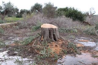 Oliveto condotto con il metodo biologico a Gallipoli del Salento leccese -  Contrada La Castellana.