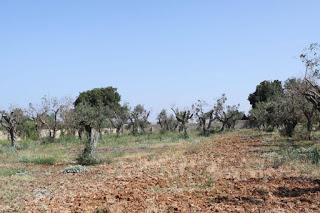 Oliveto condotto con il metodo biologico a Gallipoli del Salento leccese -  Contrada La Castellana.