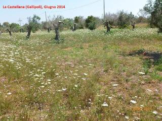 Oliveto condotto con il metodo biologico a Gallipoli del Salento leccese -  Contrada La Castellana.