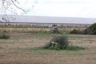 Oliveto condotto con il metodo biologico a Gallipoli del Salento leccese -  Contrada La Castellana.